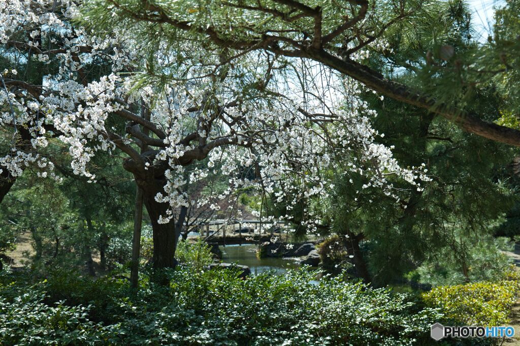 枝垂れ桜 ほぼ満開 ④