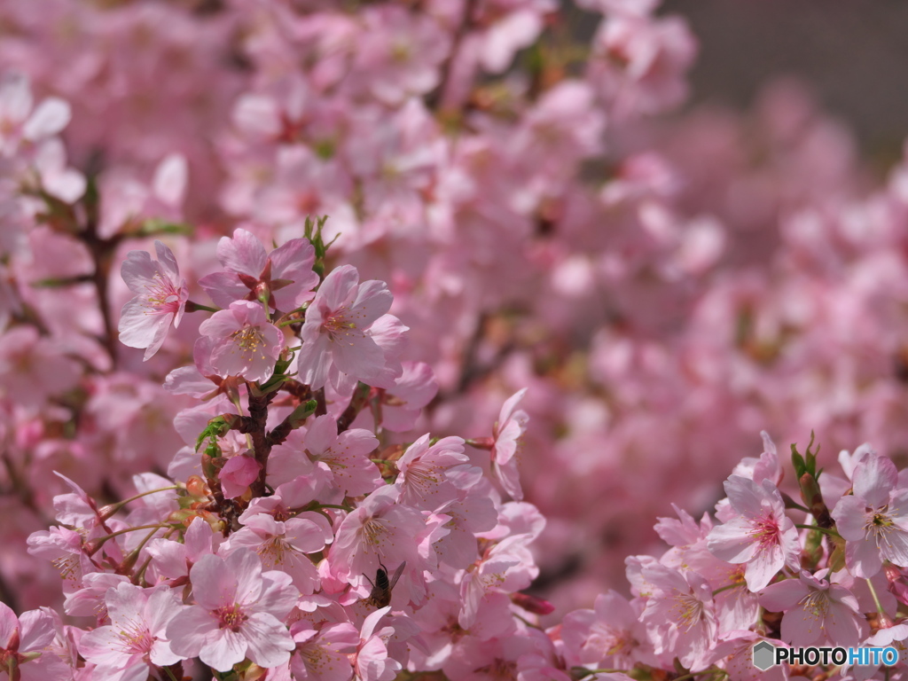 大寒桜 満開！ ③