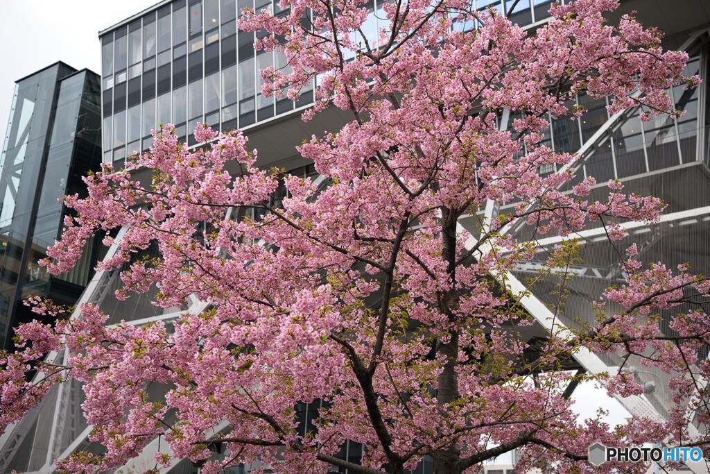 桜とテレビ塔 ①