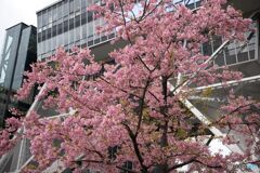 桜とテレビ塔 ①