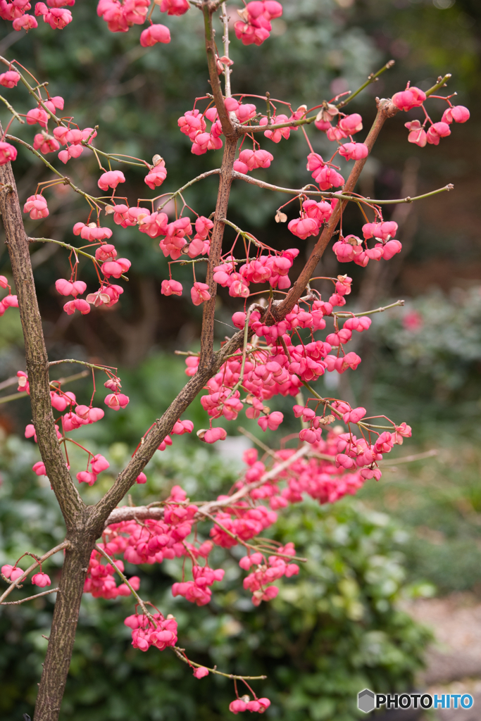 徳川園のお正月 2026 ⑥