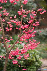 徳川園のお正月 2026 ⑥