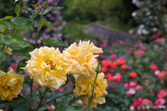 続・薔薇園散策 ④