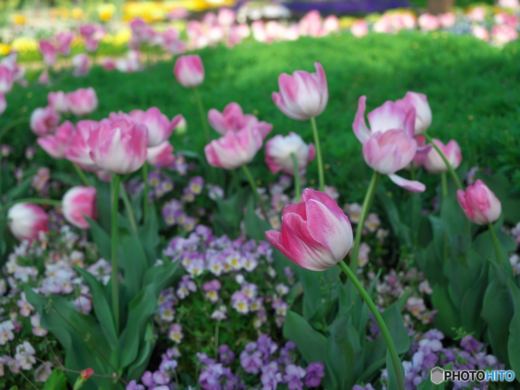 春の名城公園３