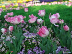 春の名城公園３