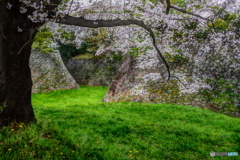 名古屋城 桜散策２