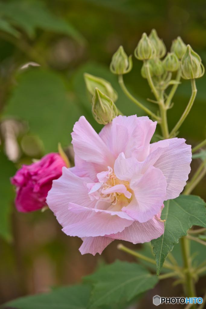 鶴舞公園 芙蓉 ①