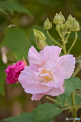 鶴舞公園 芙蓉 ①