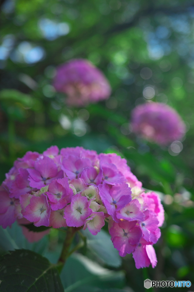 紫陽花の散歩道 ⑧