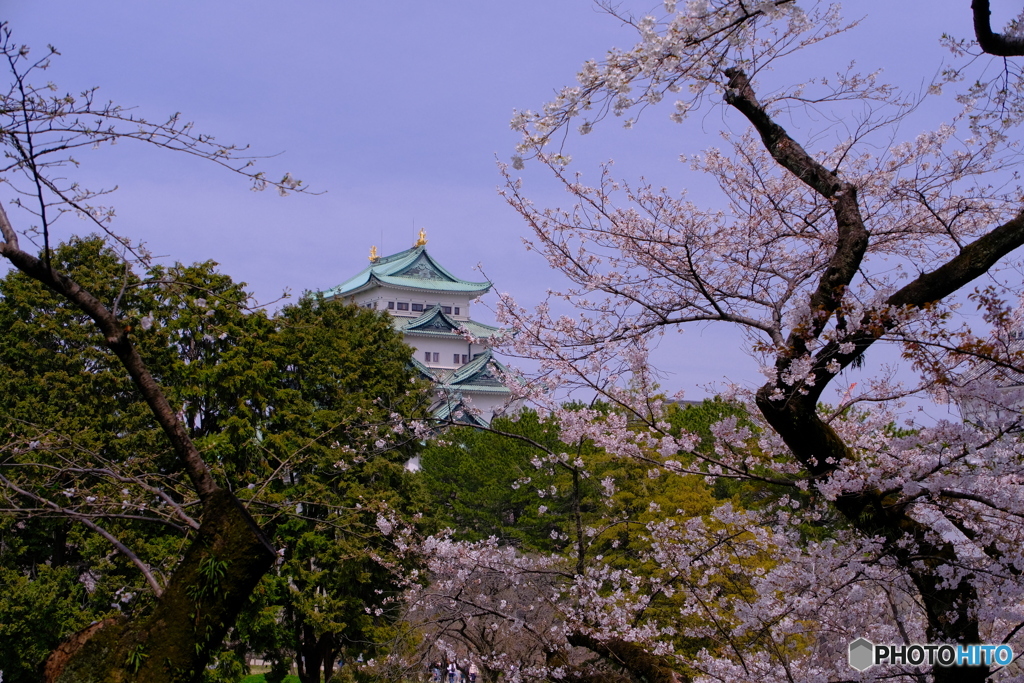 桜 × 名古屋城 　天守と桜 ④