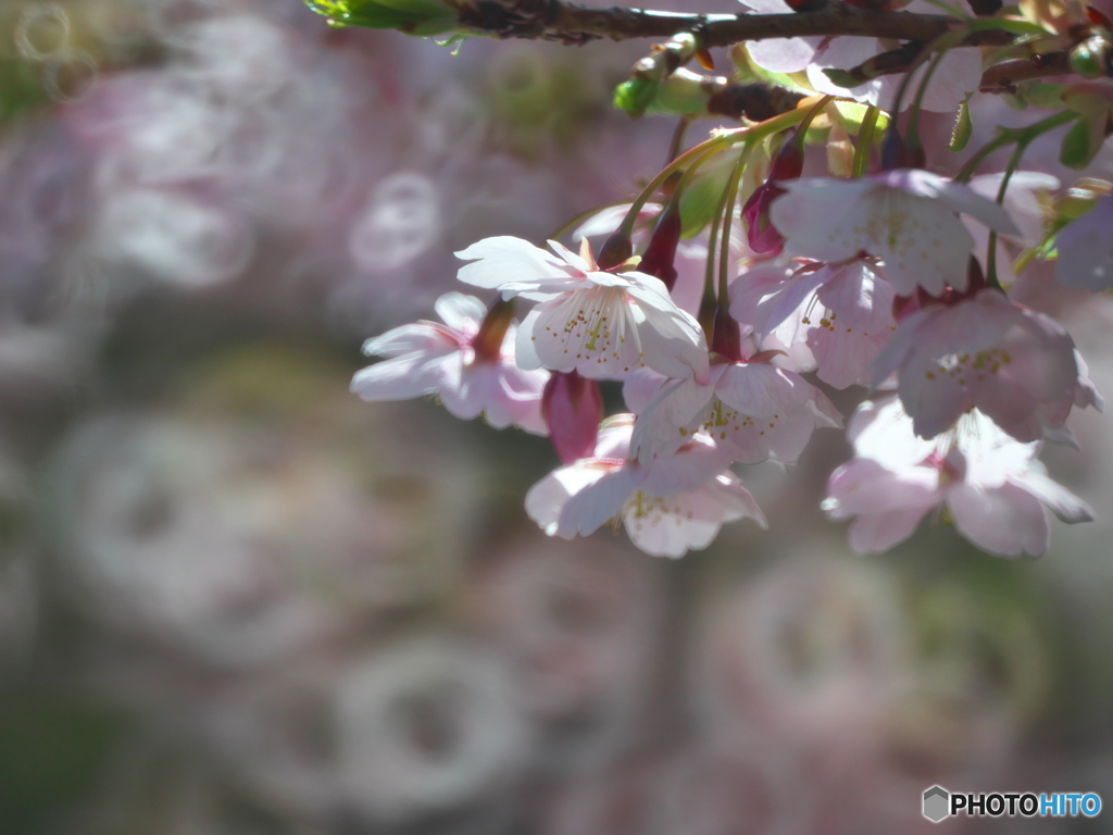 桜とリングボケ ②