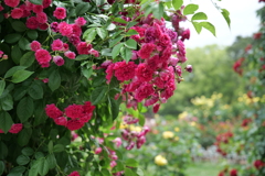 続・薔薇園散策 ①