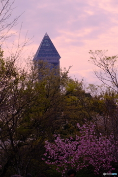 桜 × 東山スカイタワー ④