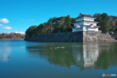 お堀のユリカモメ ②