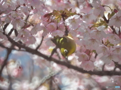 桜とリングボケ ③