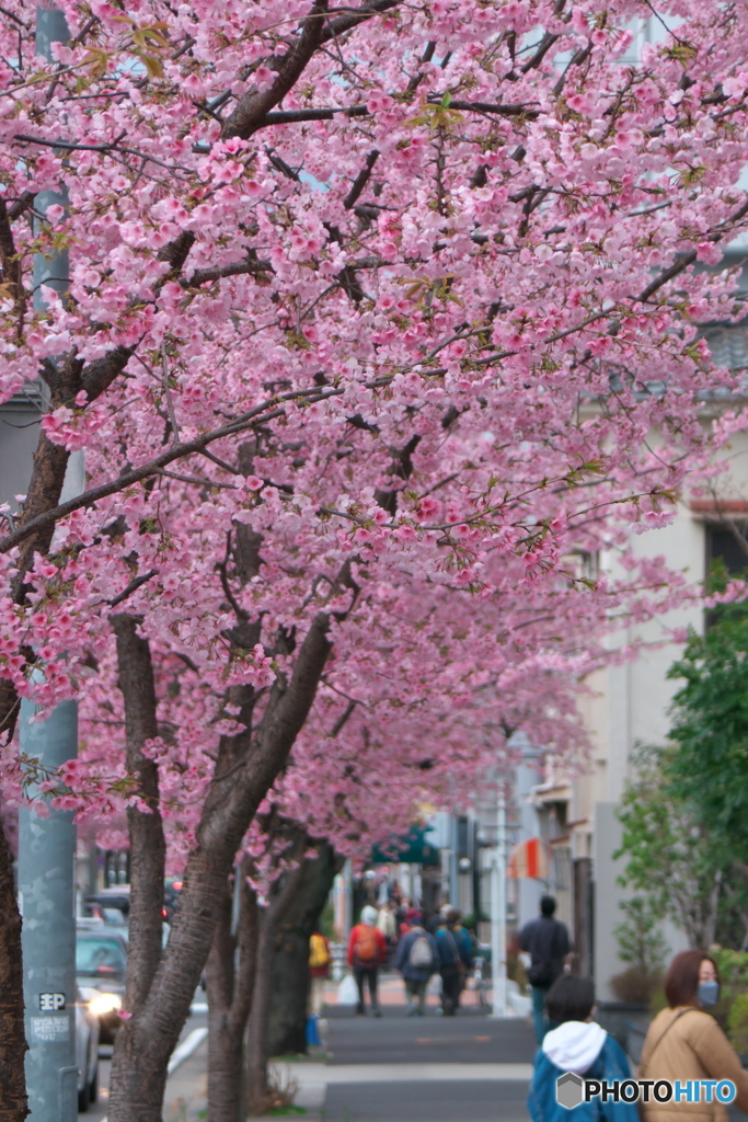 桜色の街 ③