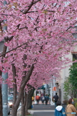 桜色の街 ③