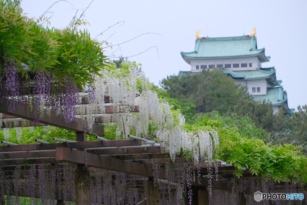 名城公園  藤の競演 ③