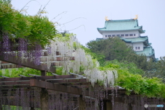 名城公園  藤の競演 ③