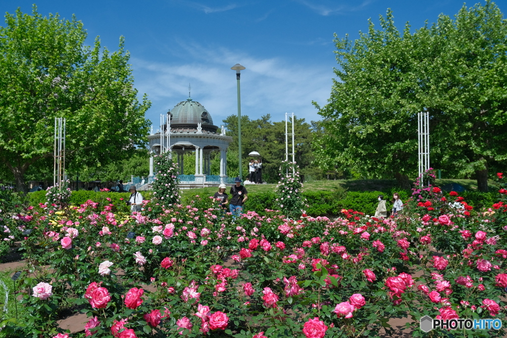 鶴舞公園の薔薇 ⑩