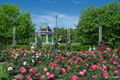 鶴舞公園の薔薇 ⑩