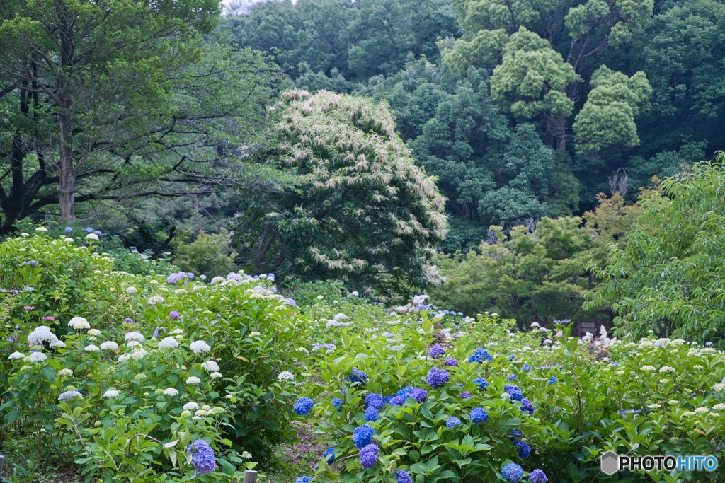 紫陽花咲く丘 ③