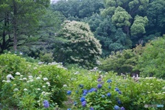 紫陽花咲く丘 ③