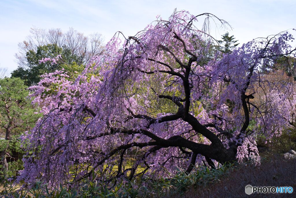 枝垂れ桜 ほぼ満開 ⑤