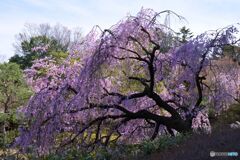 枝垂れ桜 ほぼ満開 ⑤