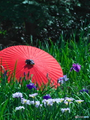 和傘と花菖蒲 ⑤