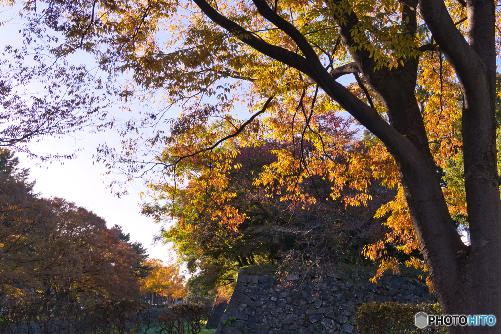 黄葉と城郭 ③