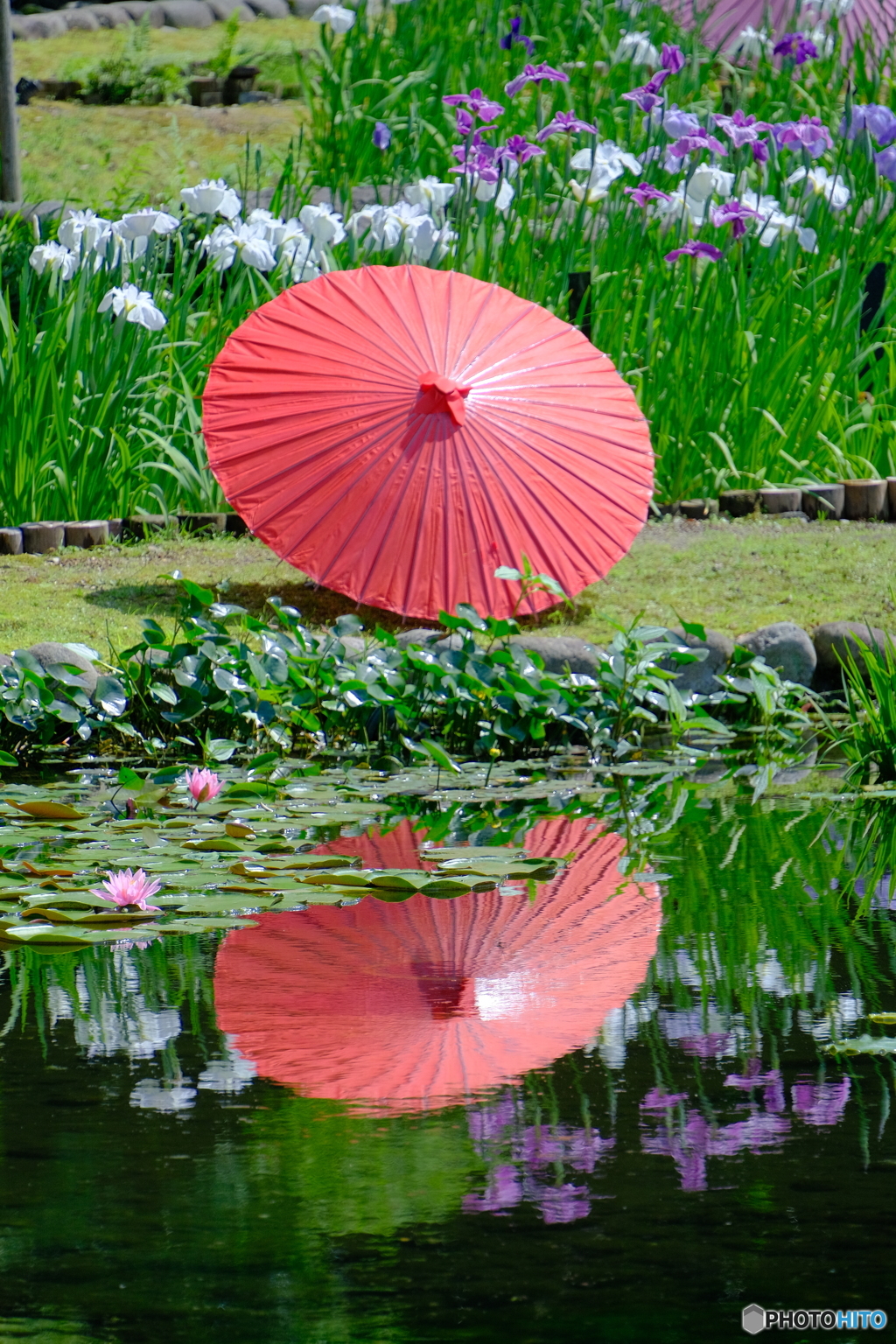 和傘 × 花菖蒲 ②