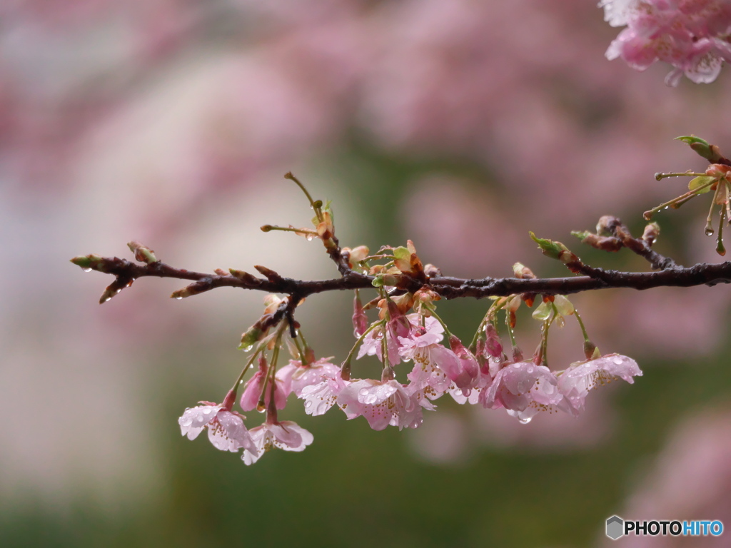 雨の大寒桜３