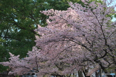 早咲きの桜は葉桜に ①