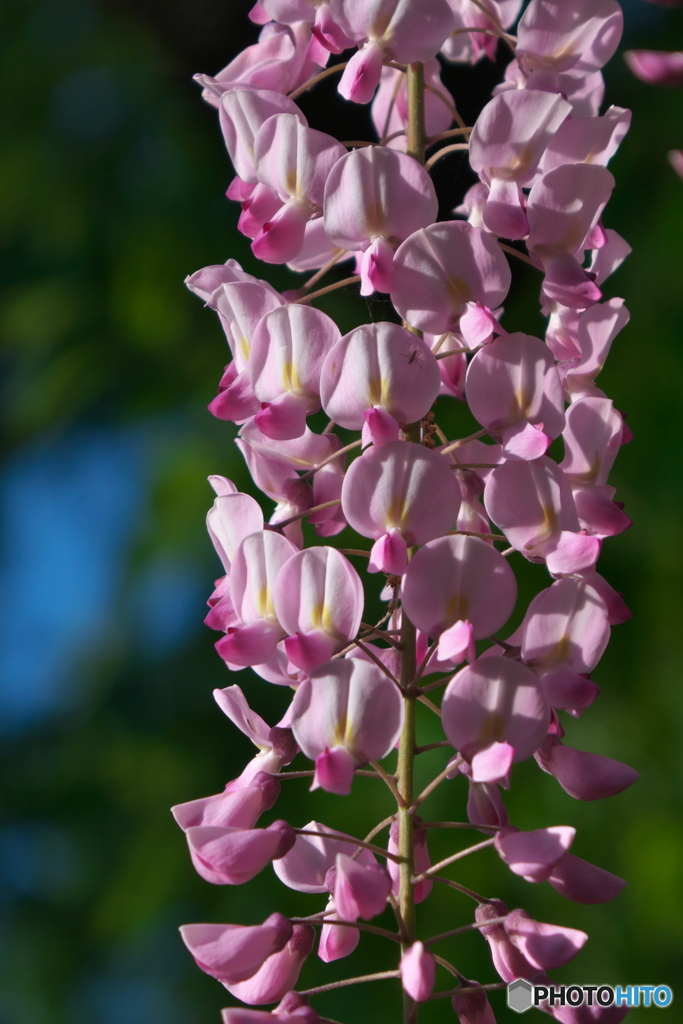 藤の回廊 2021 ⑤