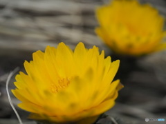 春の庭園１ ～ 福寿草