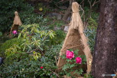 春を待つ 徳川園 ⑦