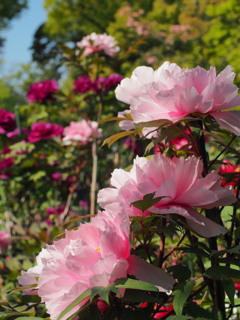 名城公園の牡丹２