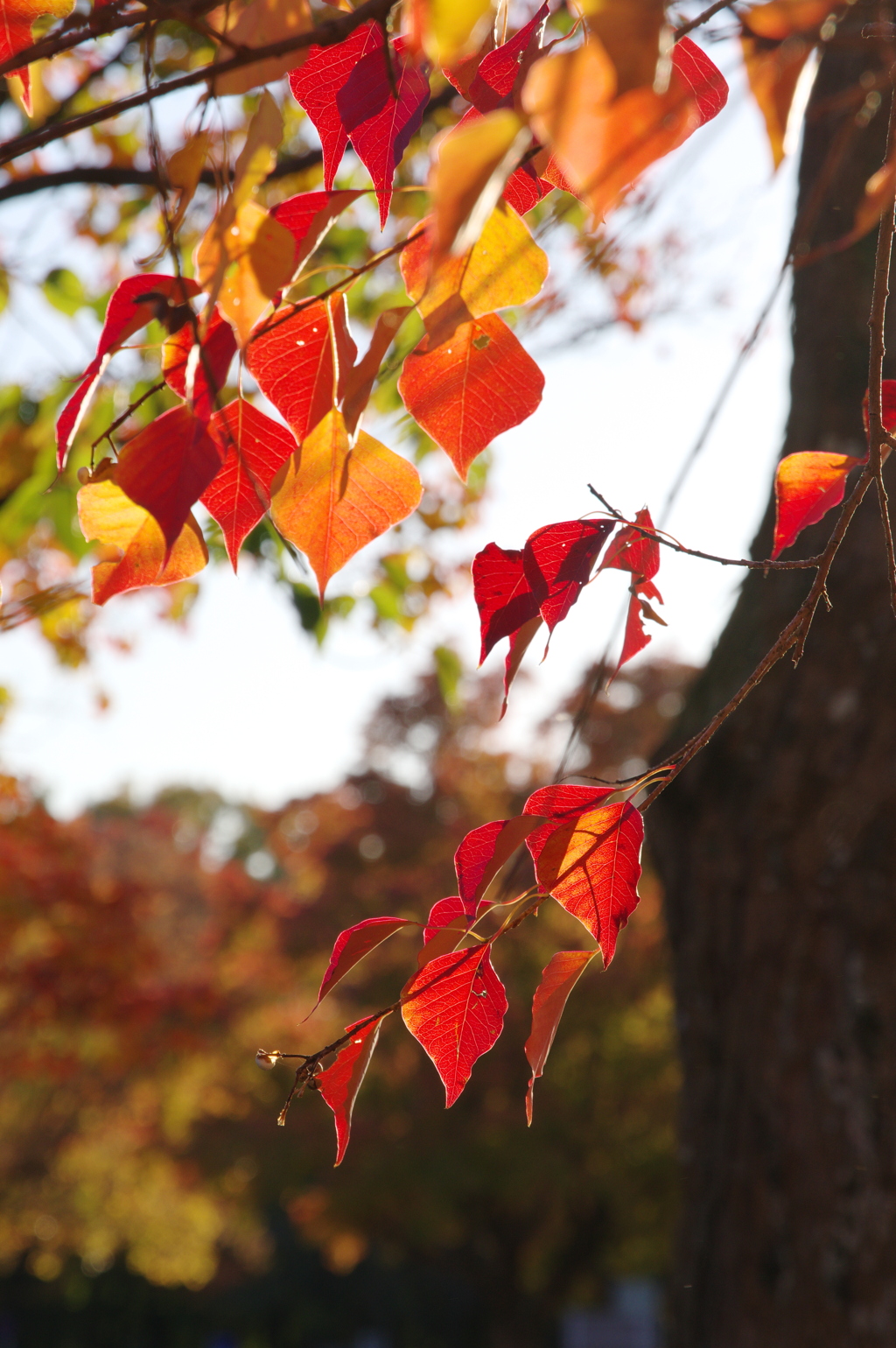 小幡緑地の紅葉５
