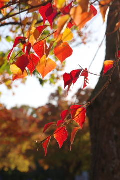 小幡緑地の紅葉５