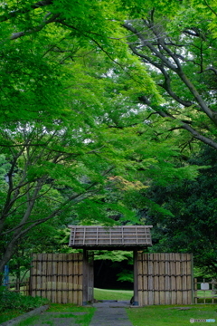 新緑の三の丸庭園 ①