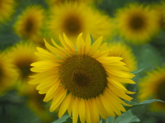 愛知牧場の向日葵６