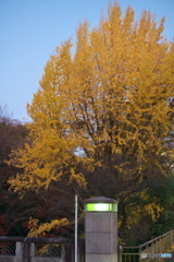 黄葉の街角 ⑨