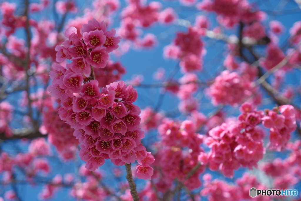 寒緋桜 ②