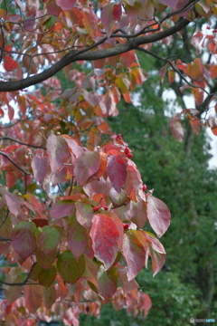 街角の紅葉 ①