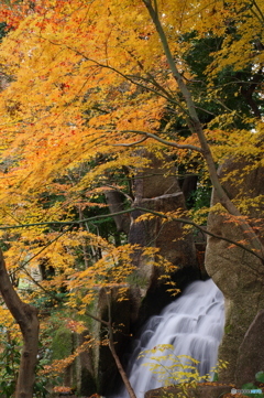 新春の紅葉４