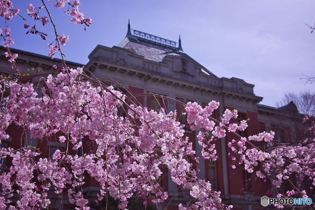 市政資料館／遅咲きの桜 ②