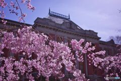 市政資料館／遅咲きの桜 ②