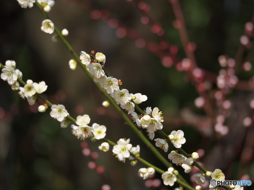 梅香る 名古屋城 ③