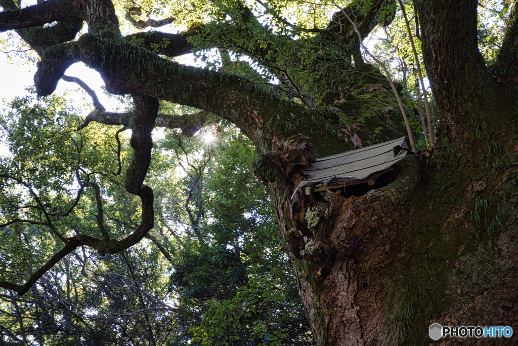 ご神木 大楠 ②